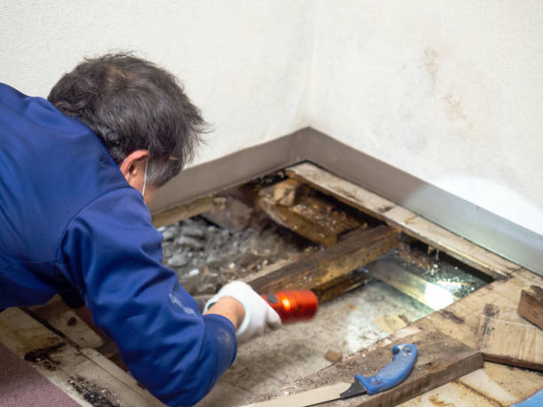 Best Mold Remediation Experts  in Rosend, LA