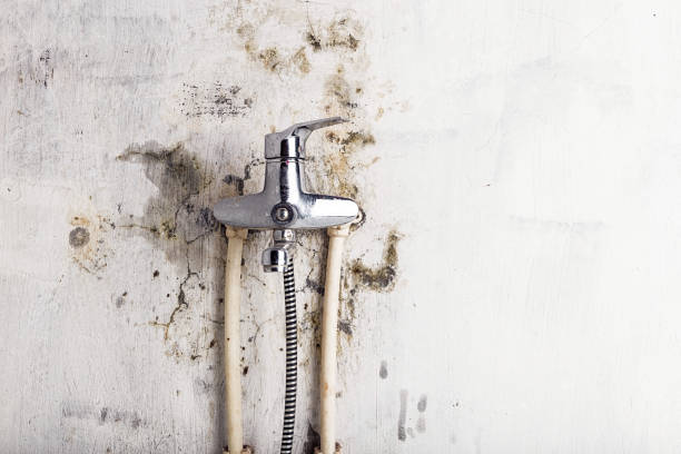 Mold Testing and Removal in Roseland, LA
