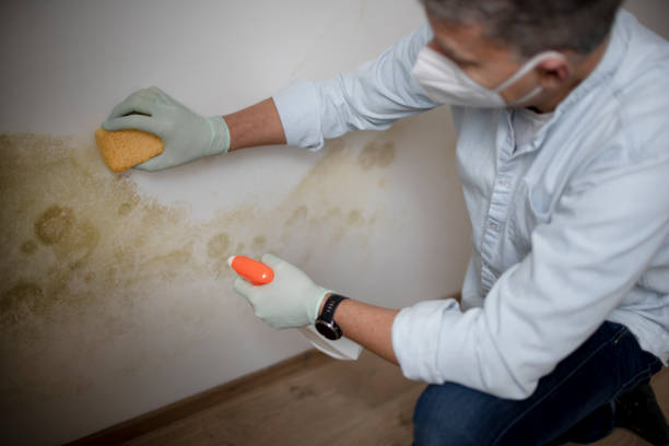 Best Same-Day Mold Removal  in Rosend, LA