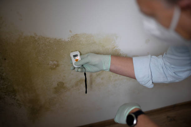 Best Mold Removal Specialists  in Rosend, LA