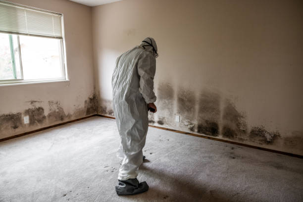 Best Affordable Mold Removal  in Rosend, LA
