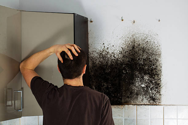 Best Mold Damage Repair  in Rosend, LA