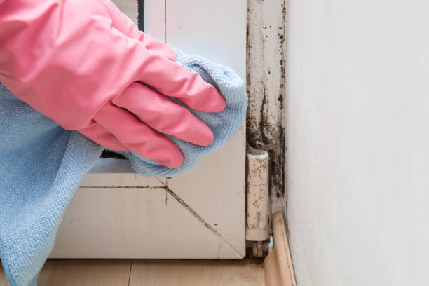 Best Certified Mold Removal  in Rosend, LA